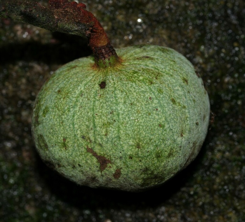Annona ambotay photo 5