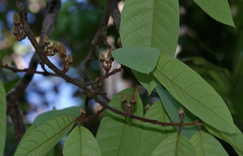 Annona ambotay photo 6
