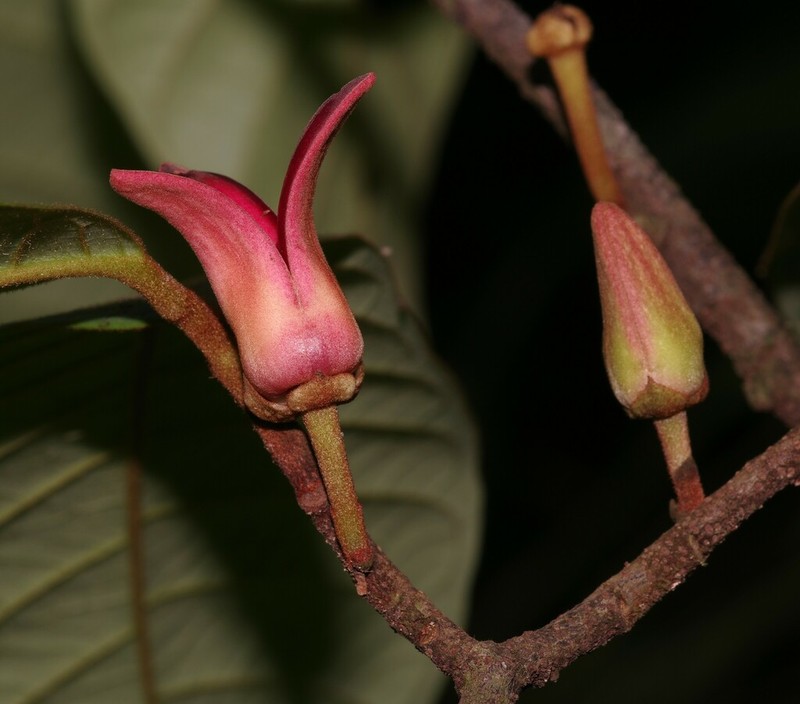 Annona ambotay photo 7
