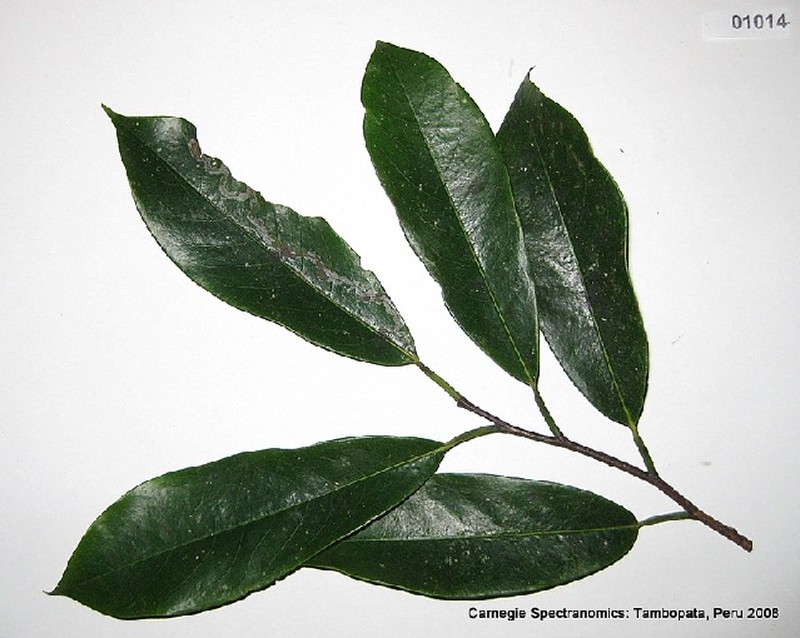 Annona andicola photo 2