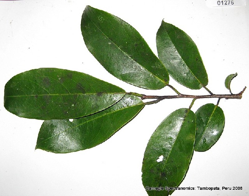 Annona andicola photo 4