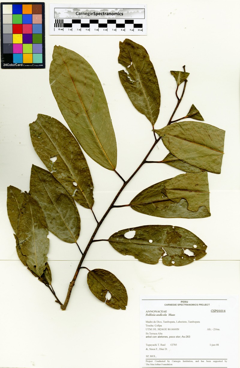 Annona andicola photo 5