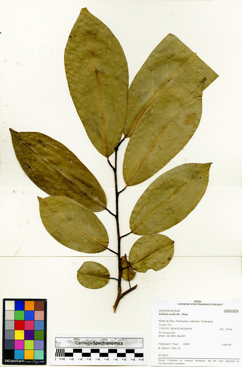 Annona andicola photo 6