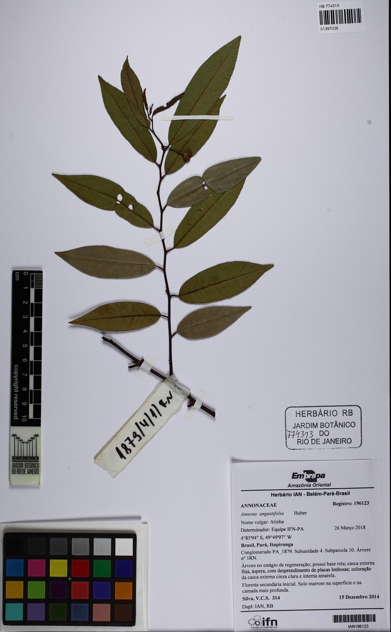 Annona angustifolia
