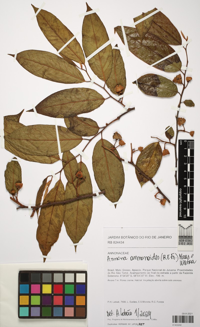 Annona annonoides