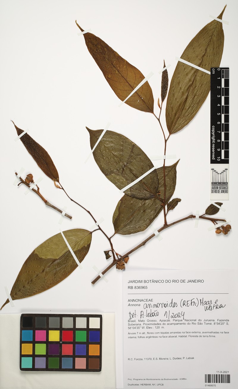 Annona annonoides photo 2