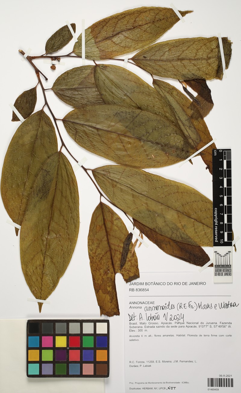 Annona annonoides photo 3