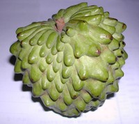 Annona atabapensis