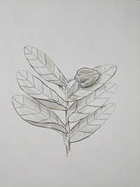 Annona aurantiaca