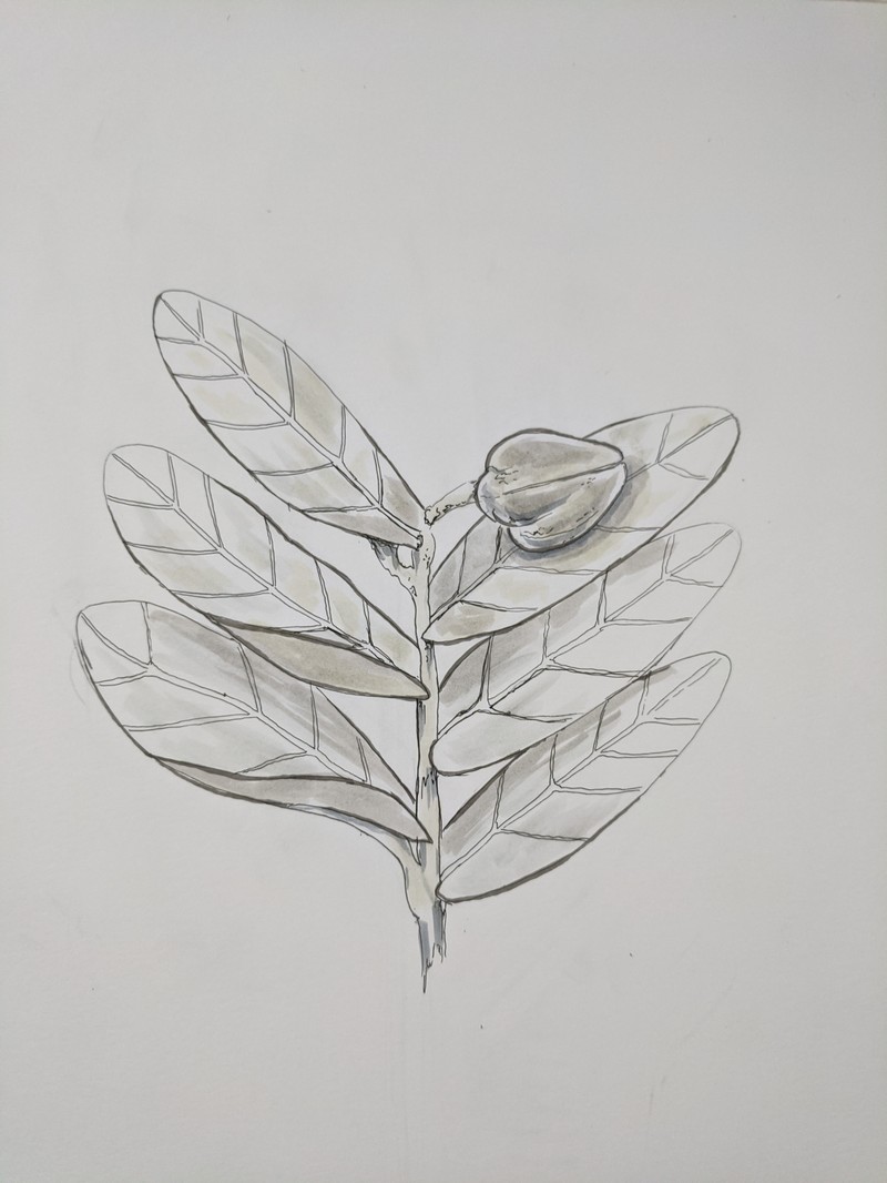 Annona aurantiaca