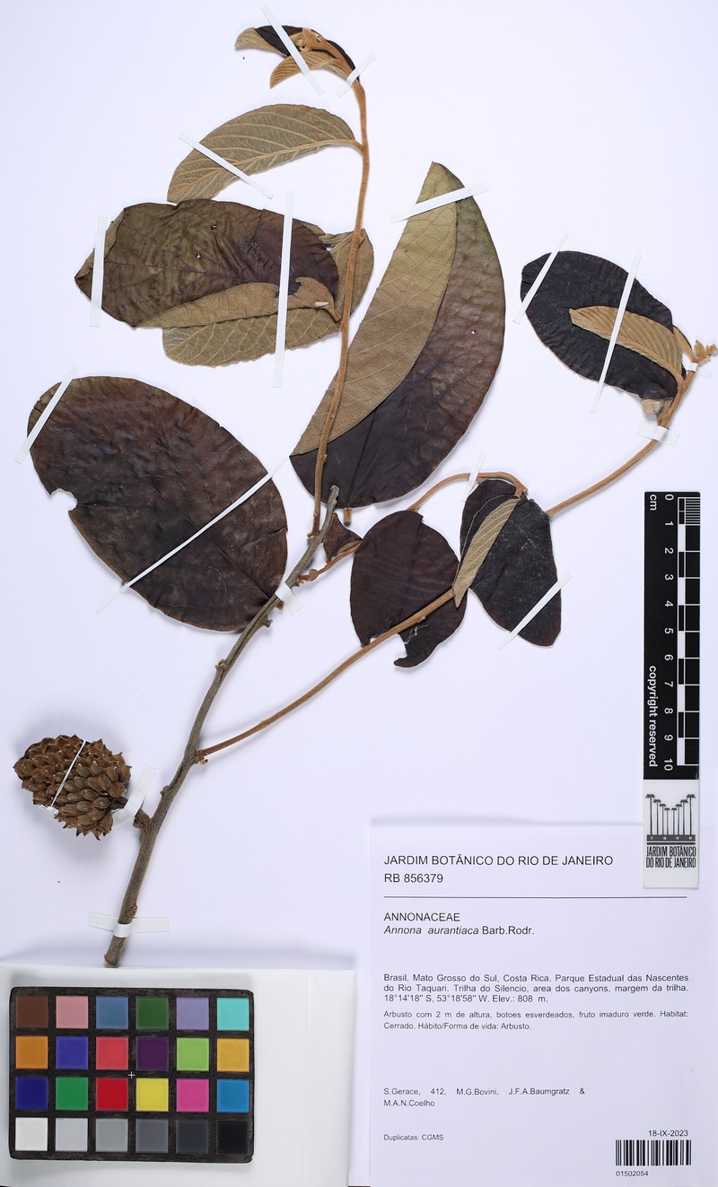 Annona aurantiaca photo 2