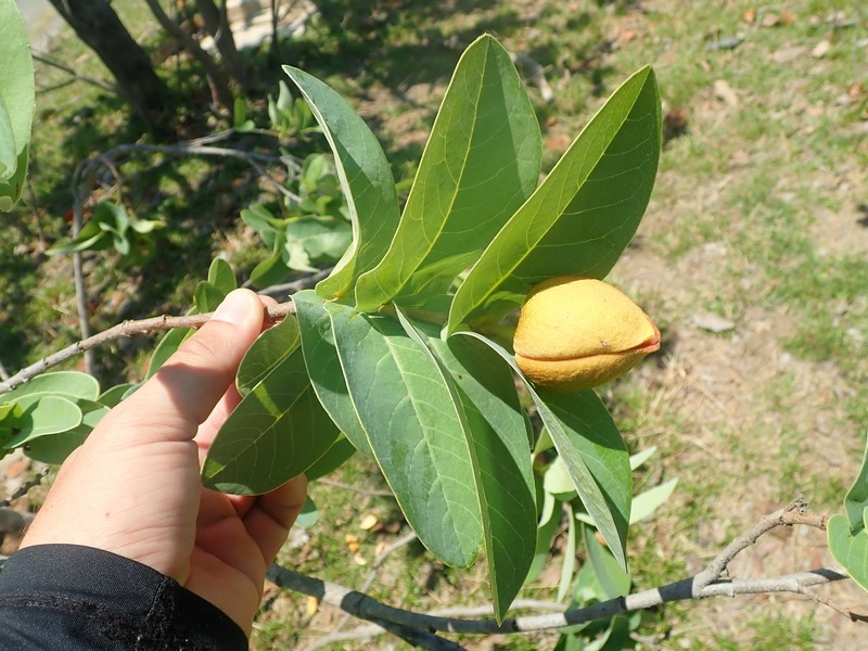 Annona aurantiaca photo 4