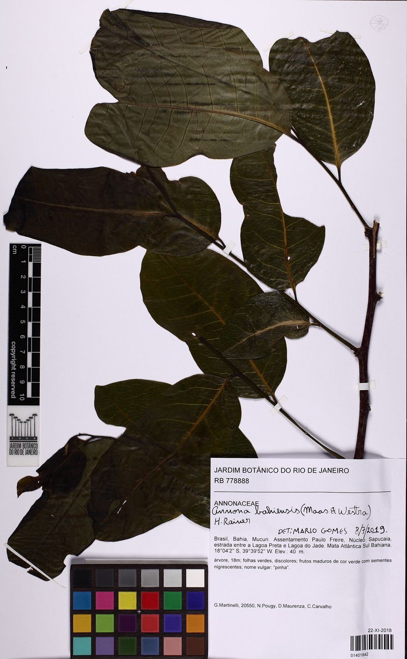 Annona bahiensis photo 2