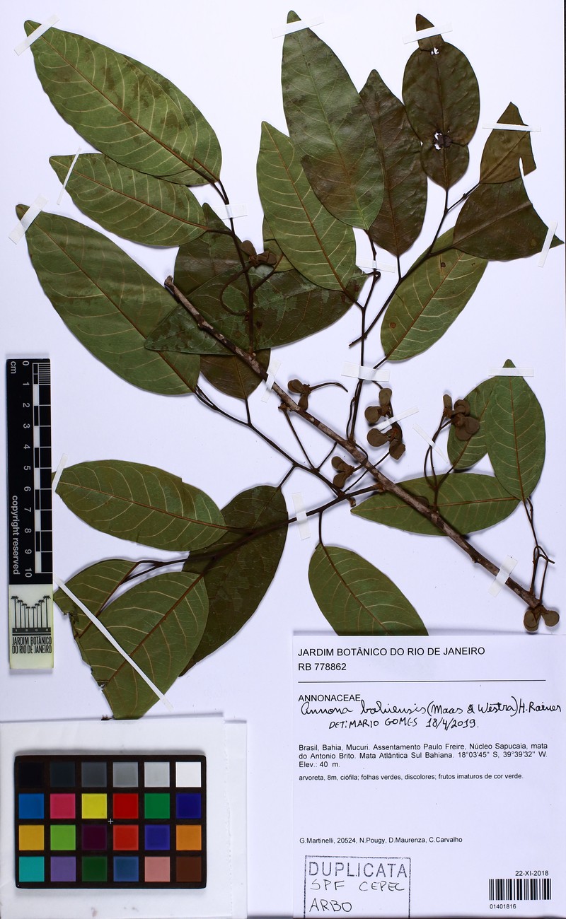 Annona bahiensis photo 3