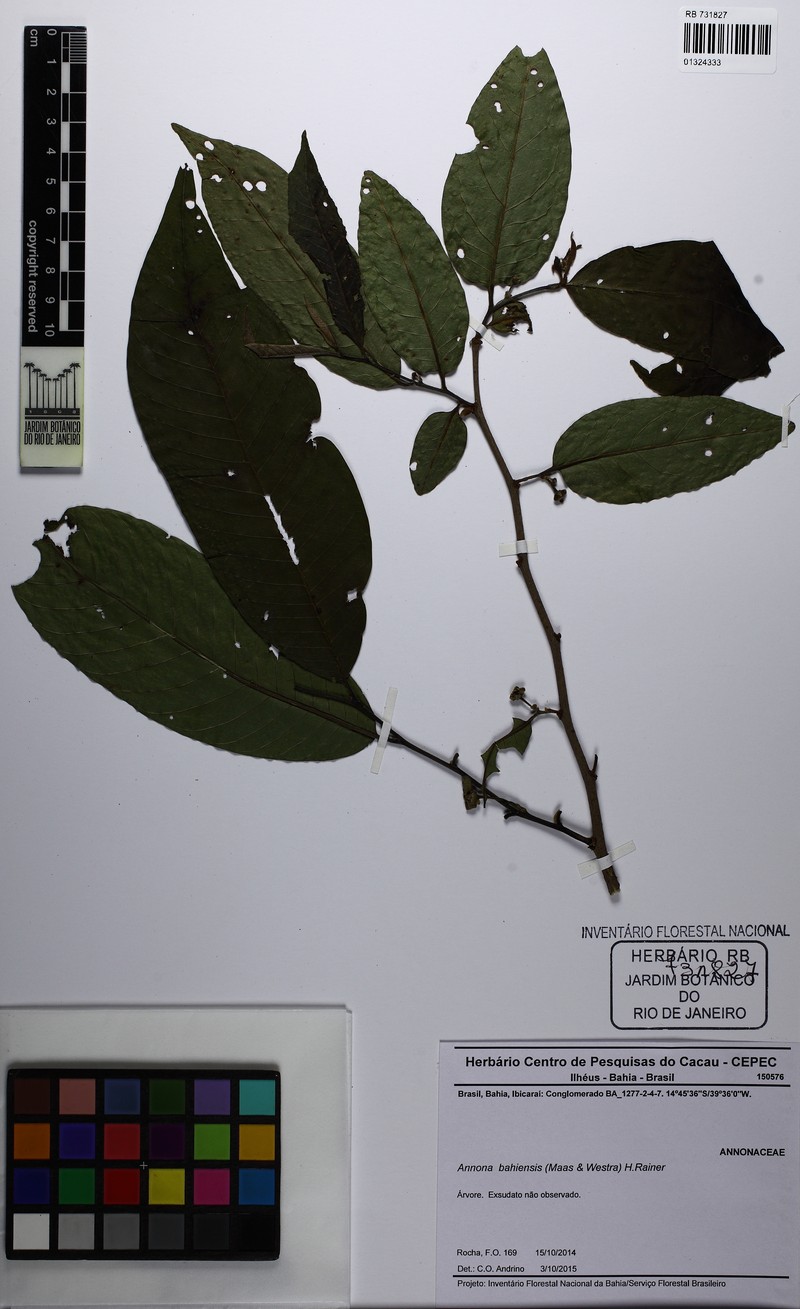 Annona bahiensis photo 4