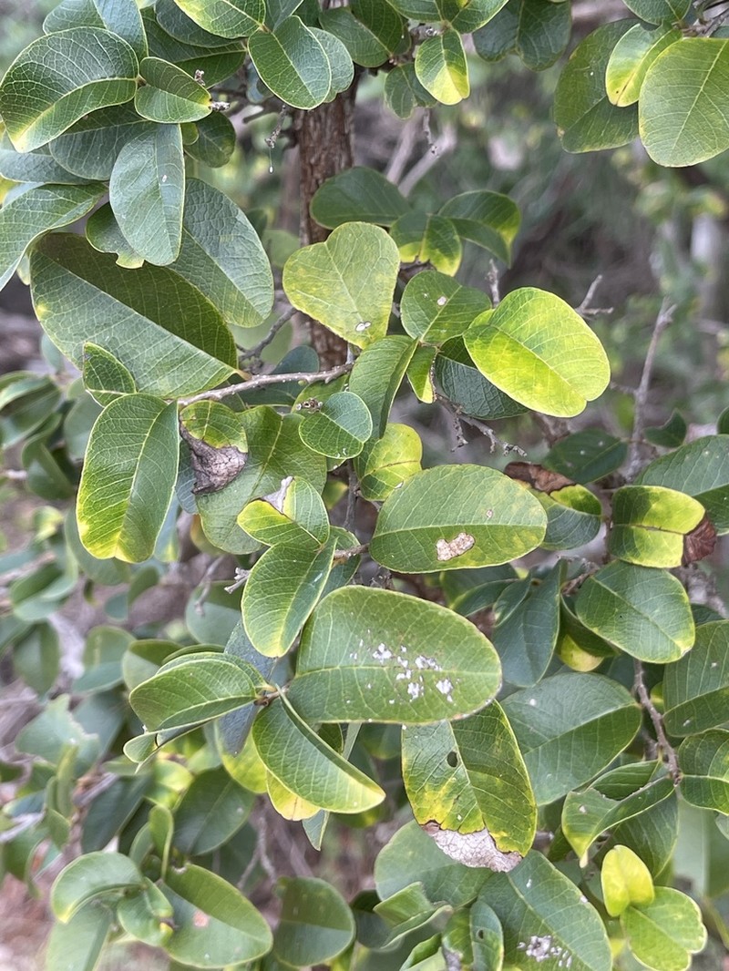 Annona bicolor