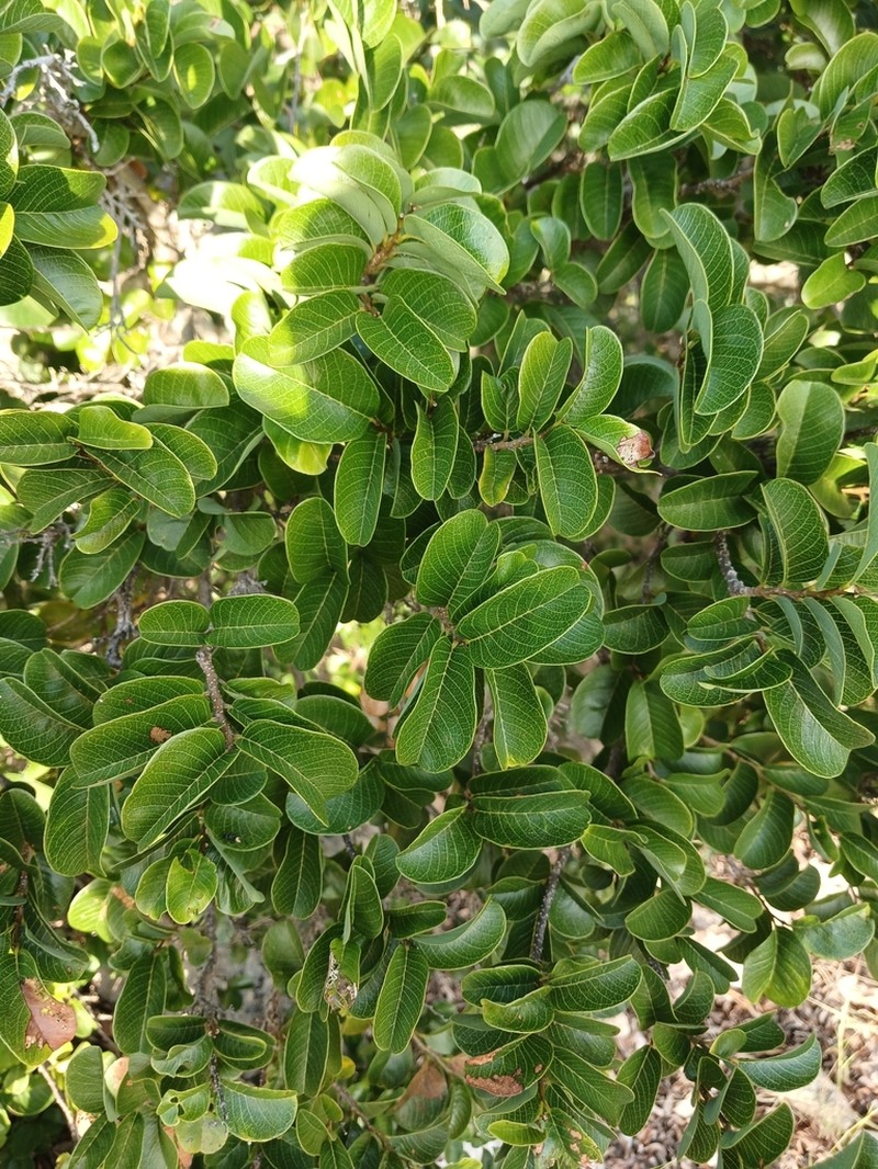 Annona bicolor photo 2