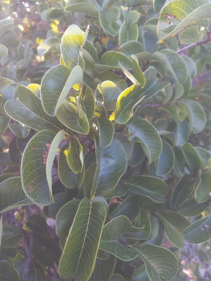 Annona bicolor photo 3