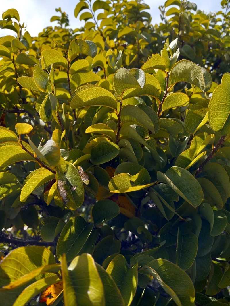 Annona bicolor photo 5