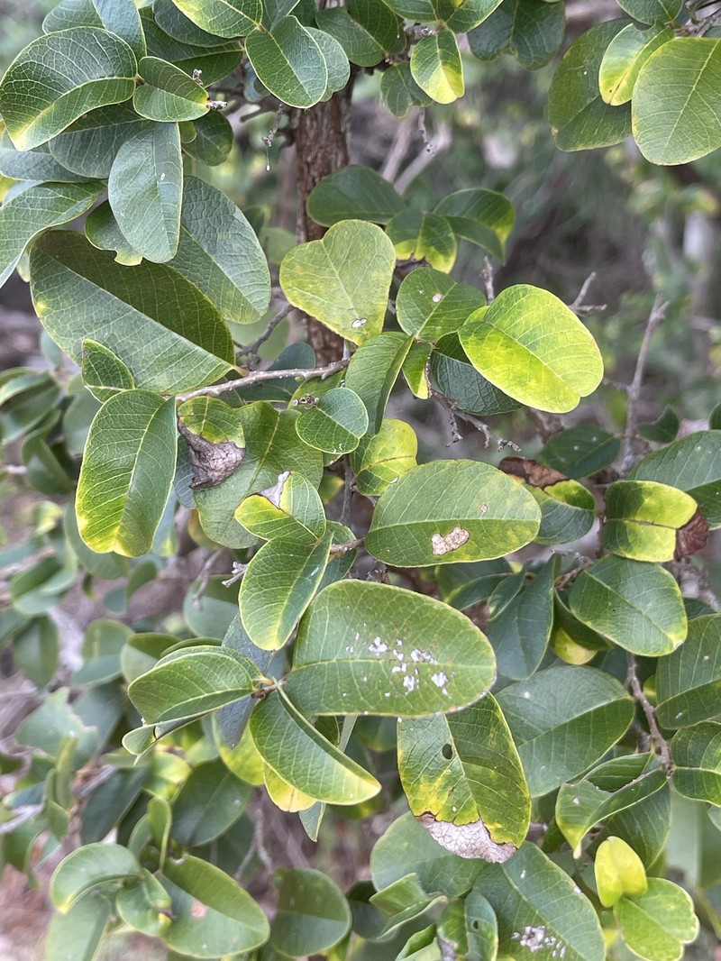 Annona bicolor photo 6