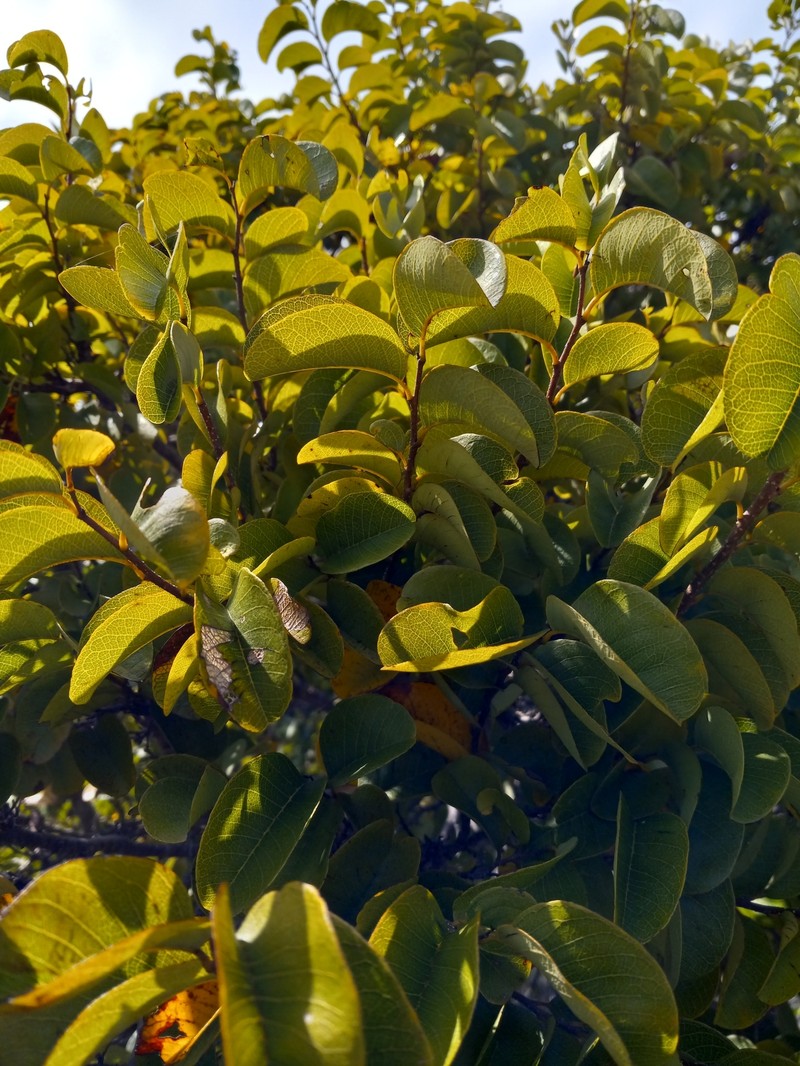 Annona bicolor photo 7