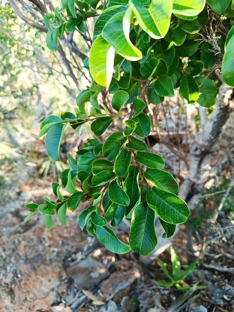 Annona bicolor photo 8