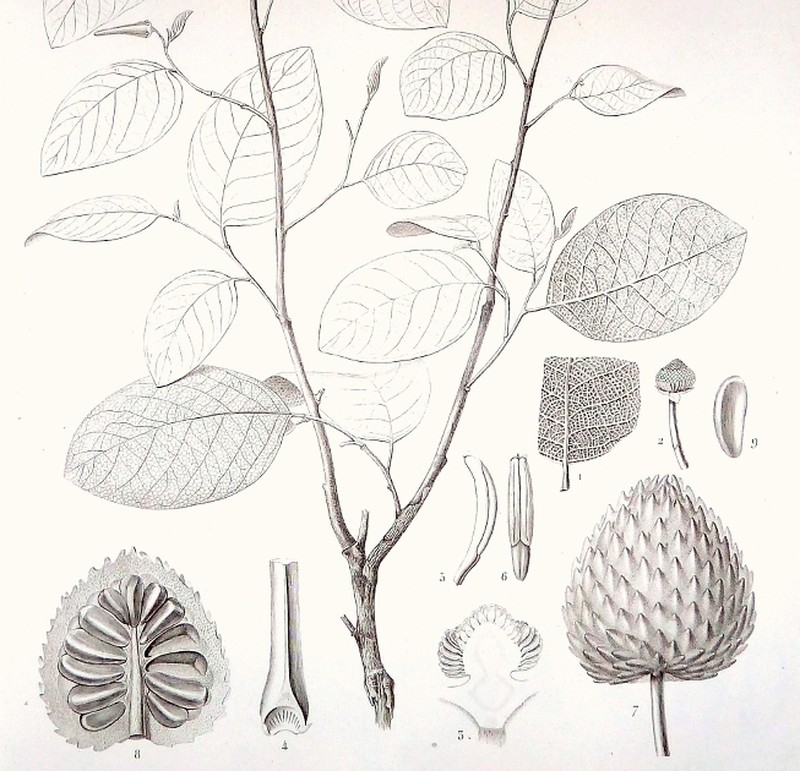 Annona bullata
