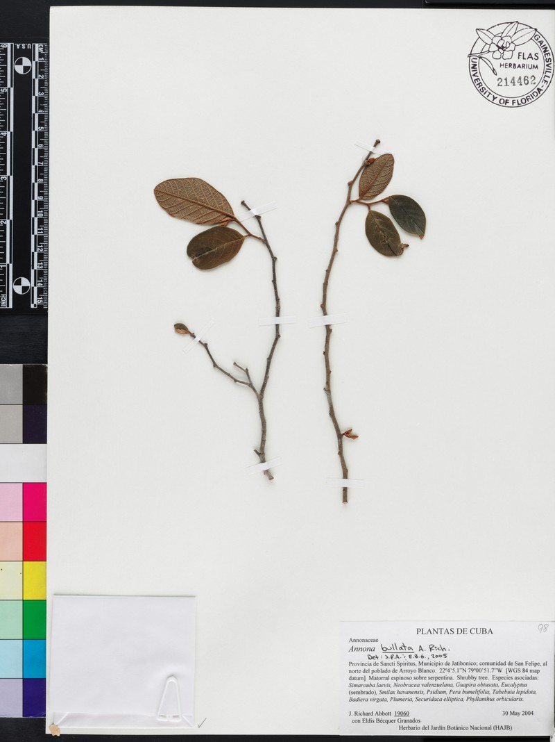 Annona bullata photo 2