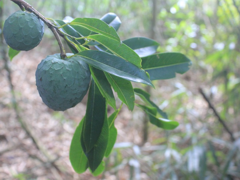 Annona cacans