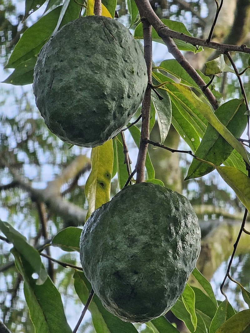 Annona cacans photo 3