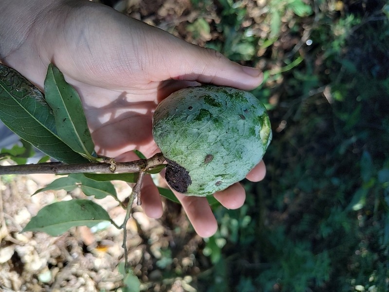Annona cacans photo 4