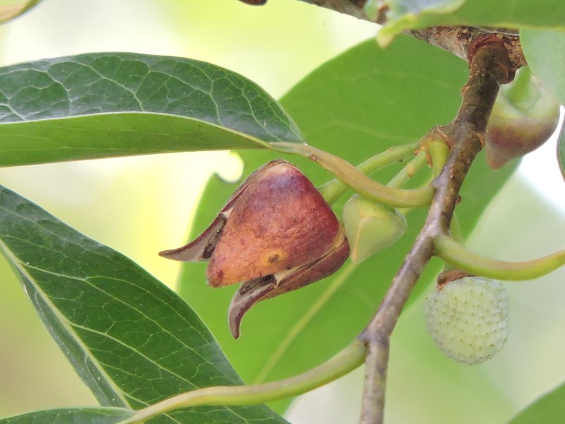 Annona cacans photo 5
