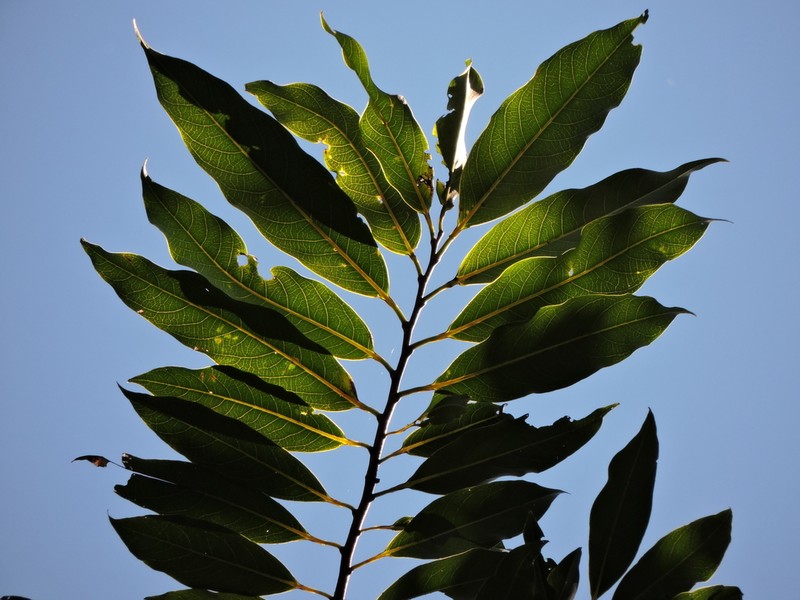 Annona cacans photo 6