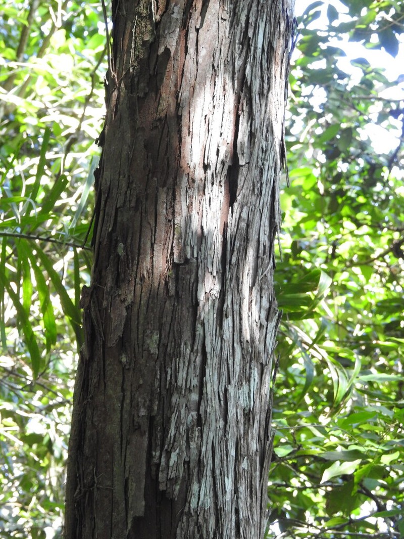 Annona cacans photo 7