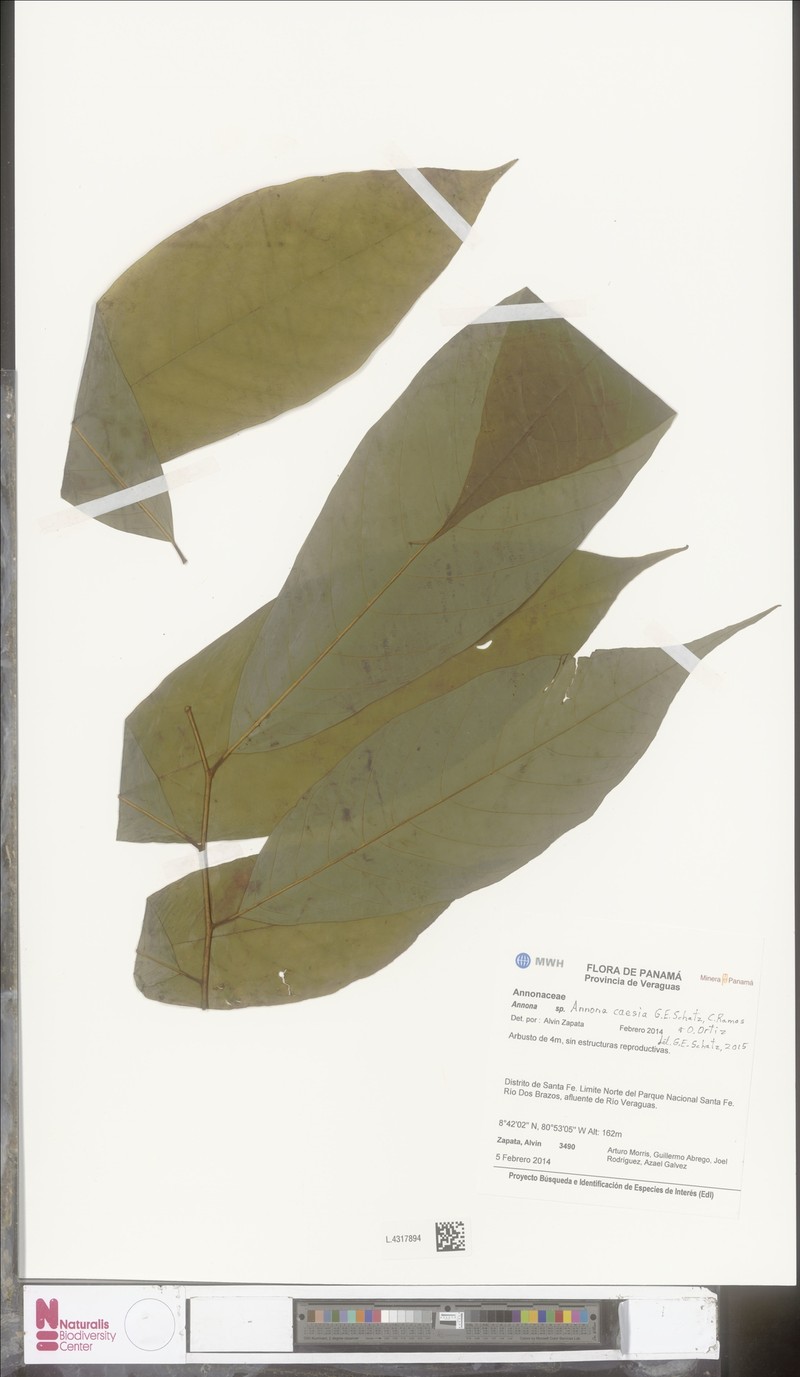 Annona caesia