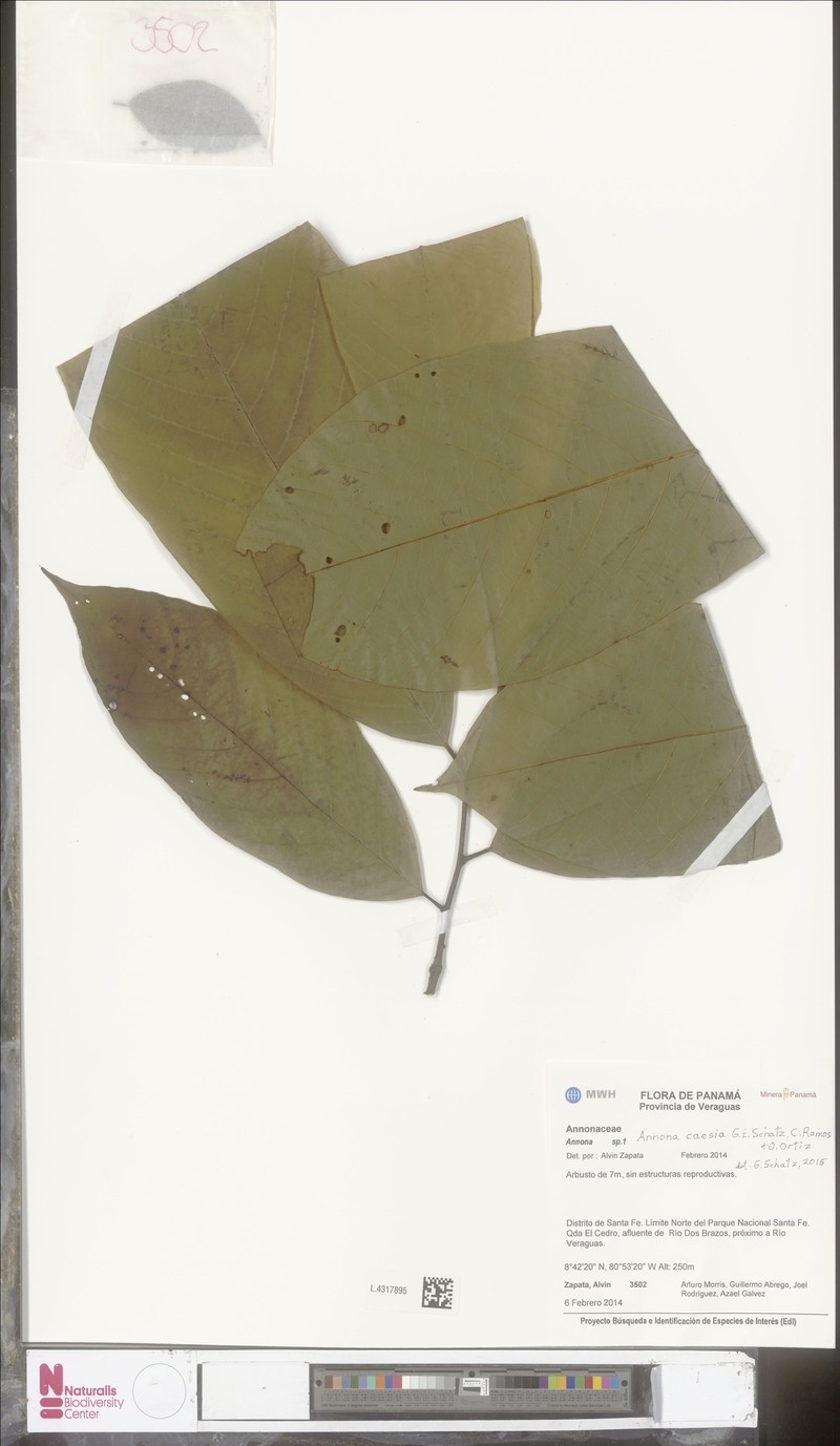 Annona caesia photo 2