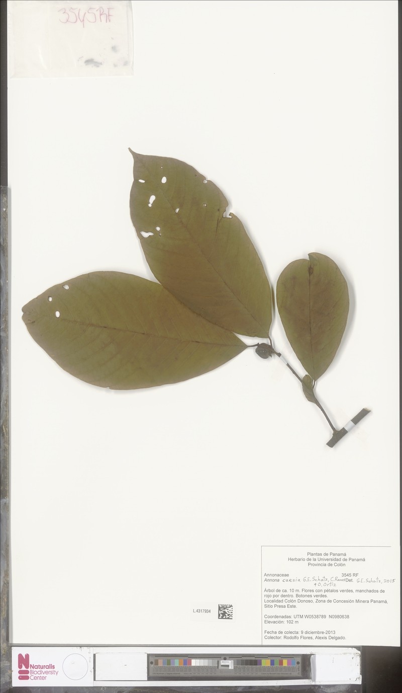 Annona caesia photo 3