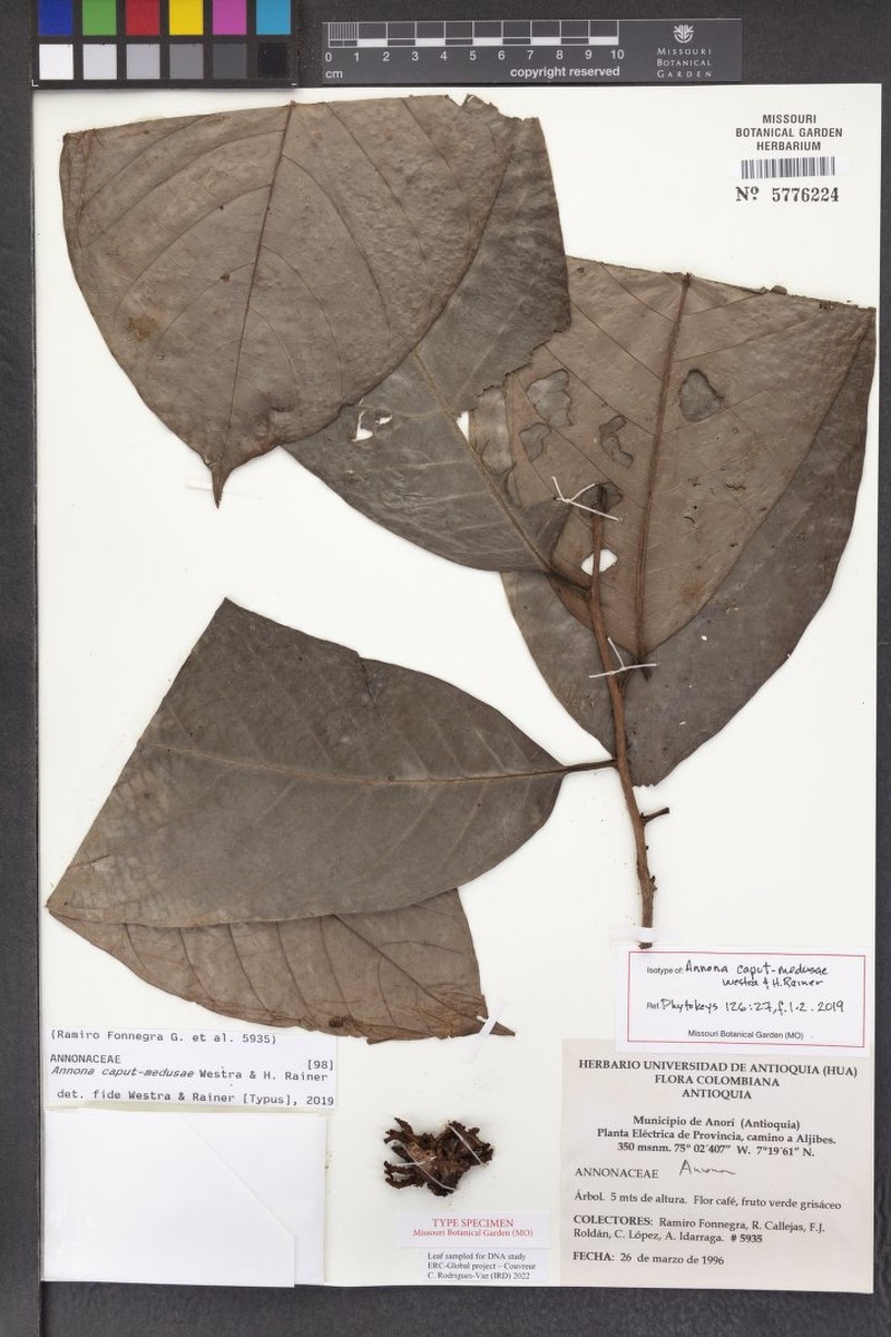 Annona caput-medusae