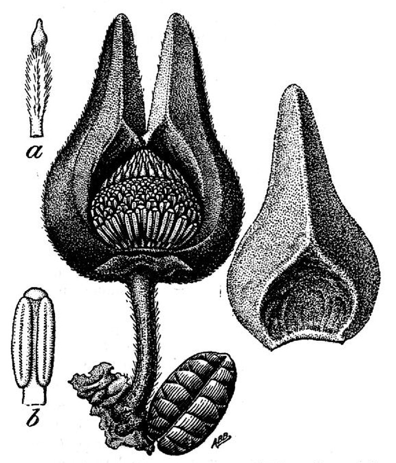 Annona cascarilloides