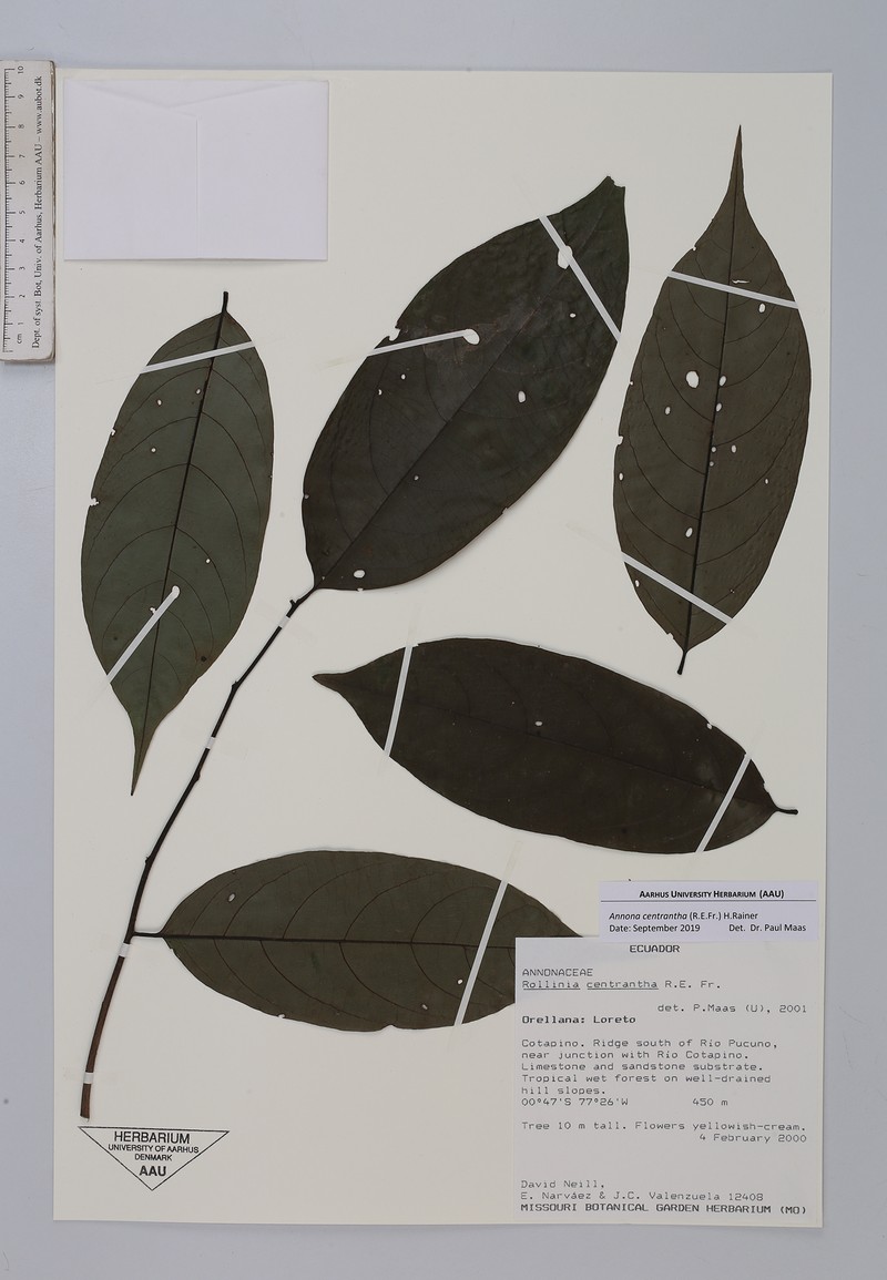 Annona centrantha photo 2