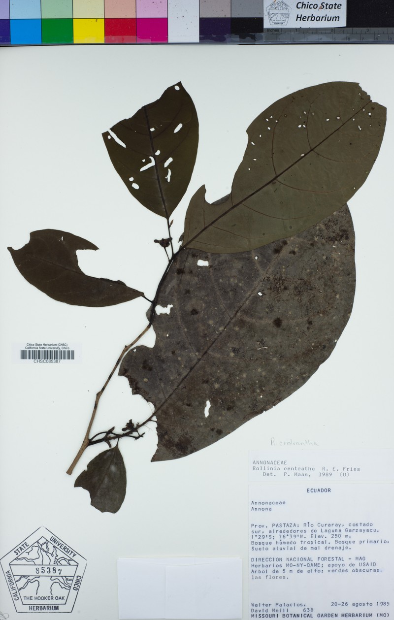 Annona centrantha photo 3