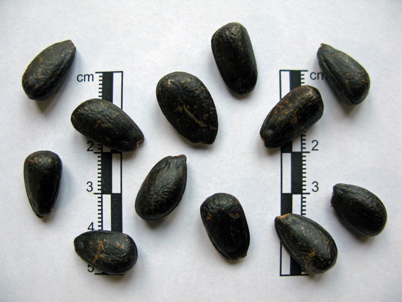 Cherimoya photo 2
