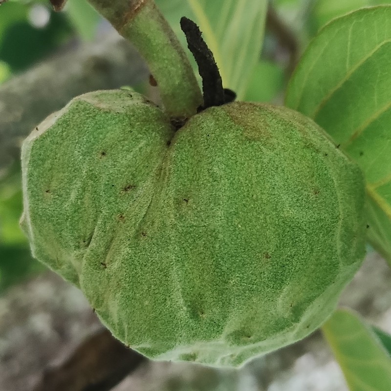 Cherimoya photo 4