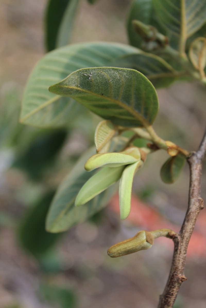 Cherimoya photo 5