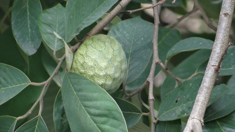 Cherimoya photo 6