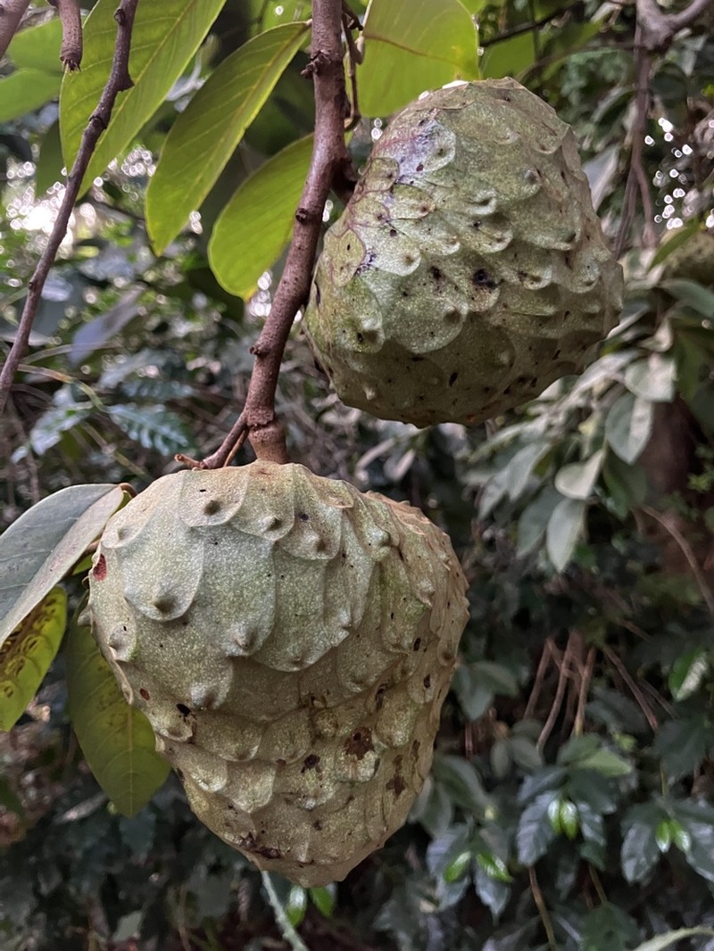 Cherimoya photo 7