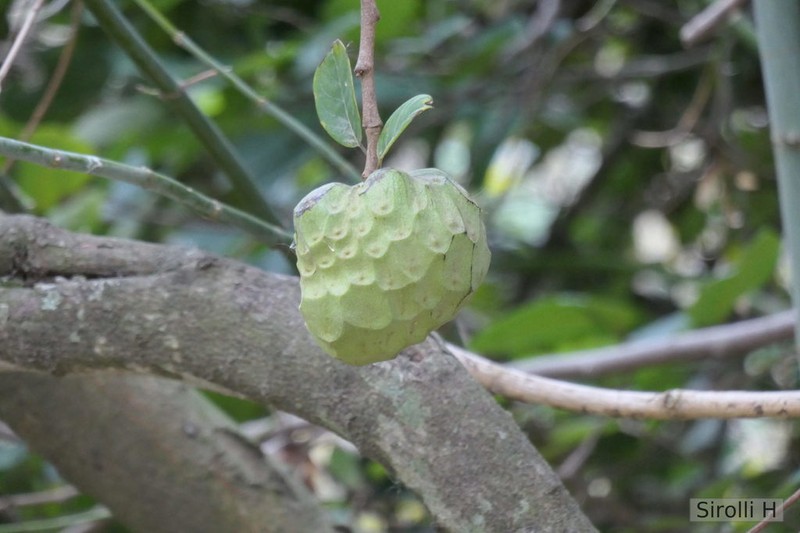 Cherimoya photo 8