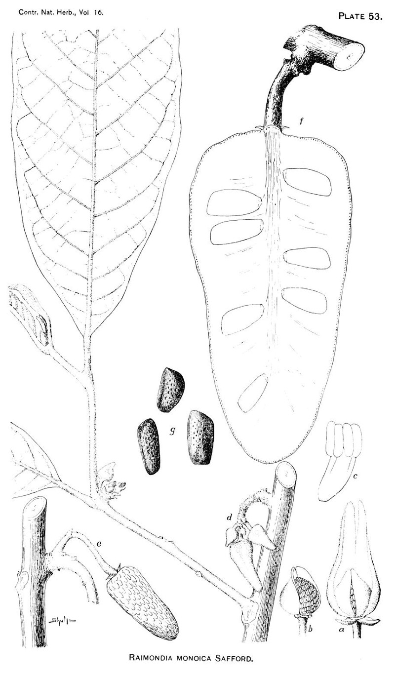 Annona cherimolioides