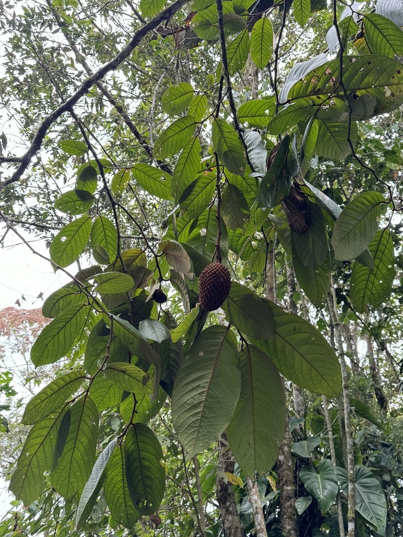 Annona cherimolioides photo 2
