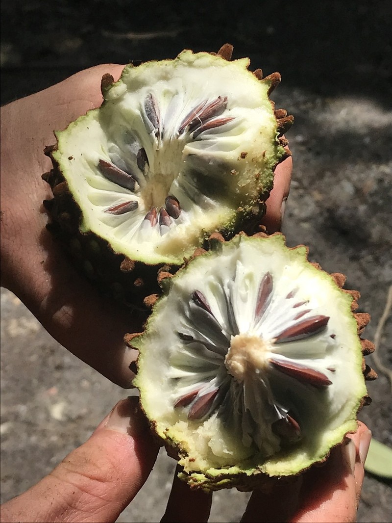 Annona cherimolioides photo 3